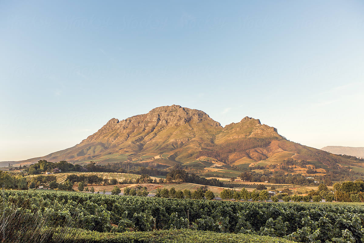Simonsberg Mountain in Stellenbosch South Africa with Vineyards in the foreground