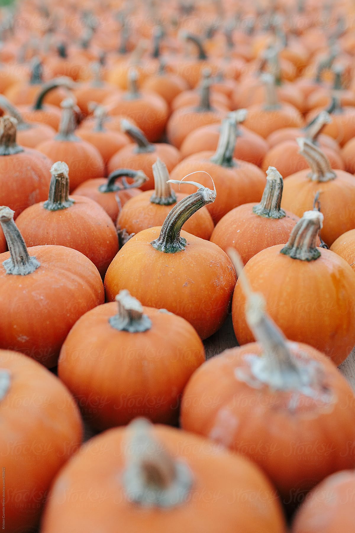 Grouped mini pumpkins