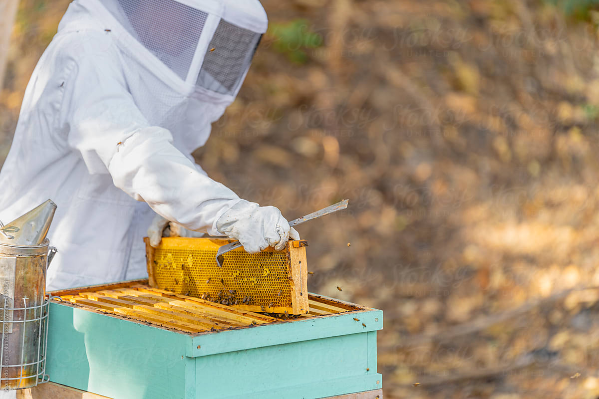 A Beekeeper Takes Care Of Her Bees
