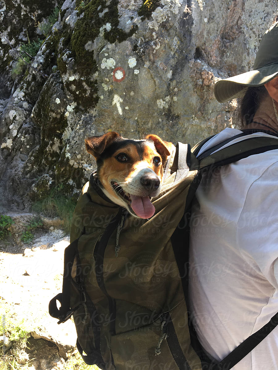 Dog Sitting in Backpack