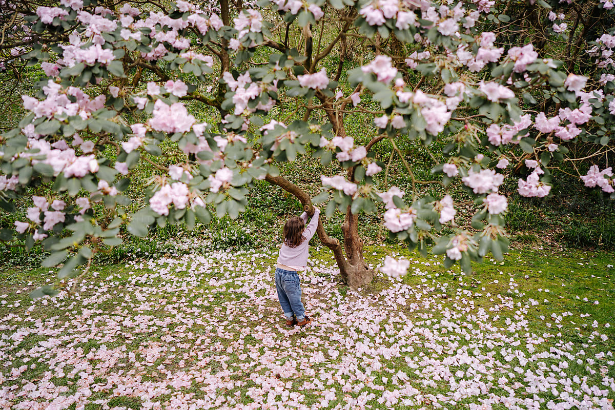 Pink blossom tree and child