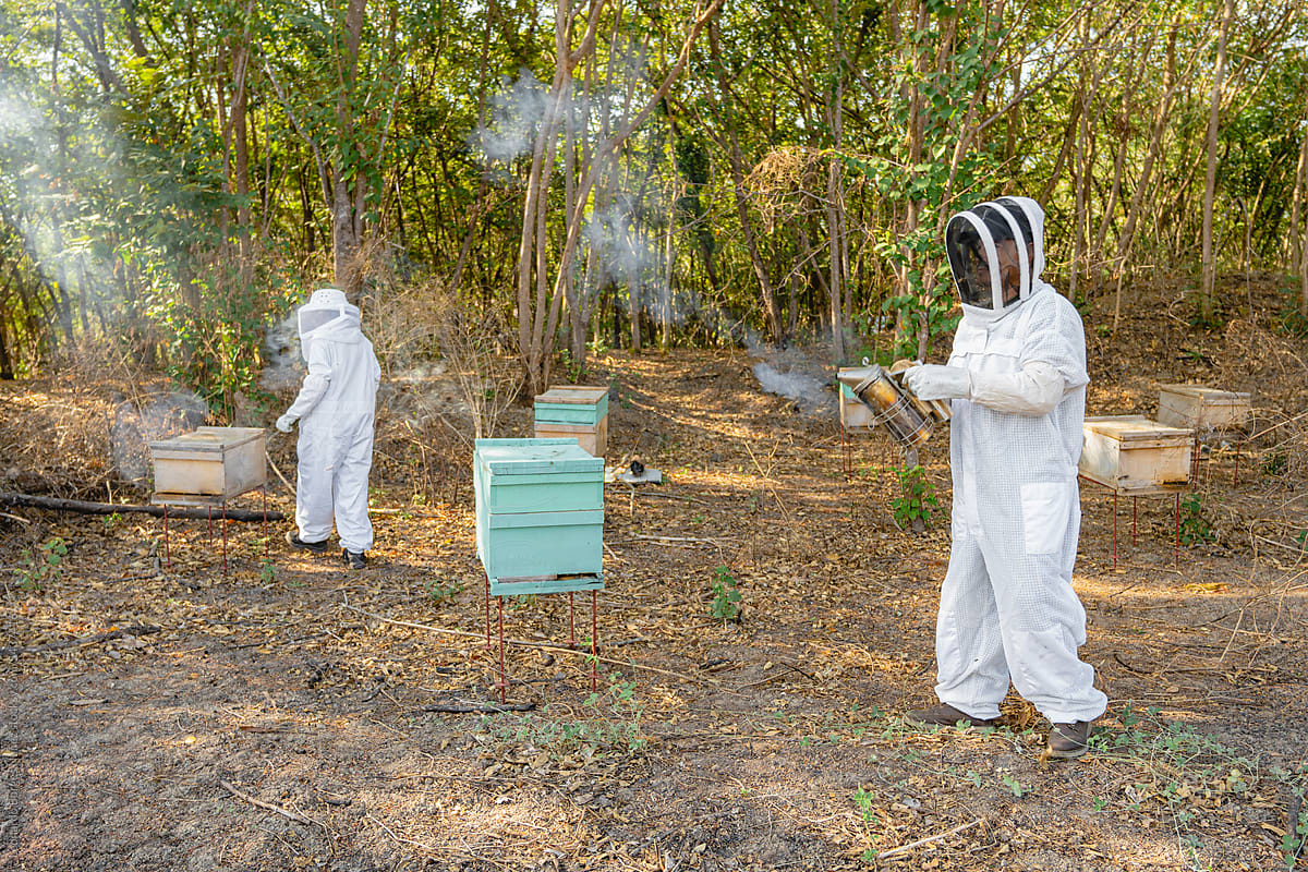 Beekeepers checking bee hives.