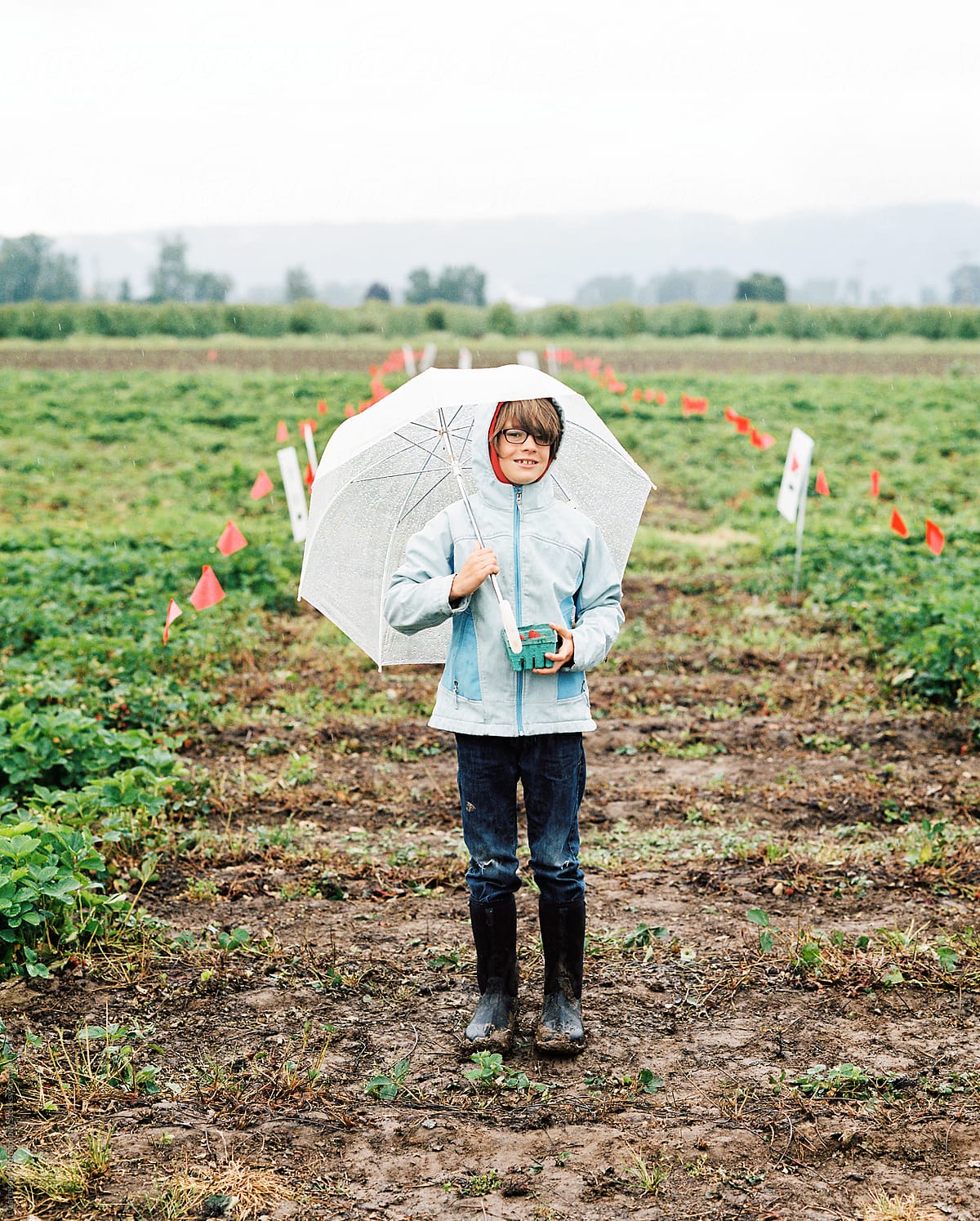 Picking strawberries in the rain in Oregon