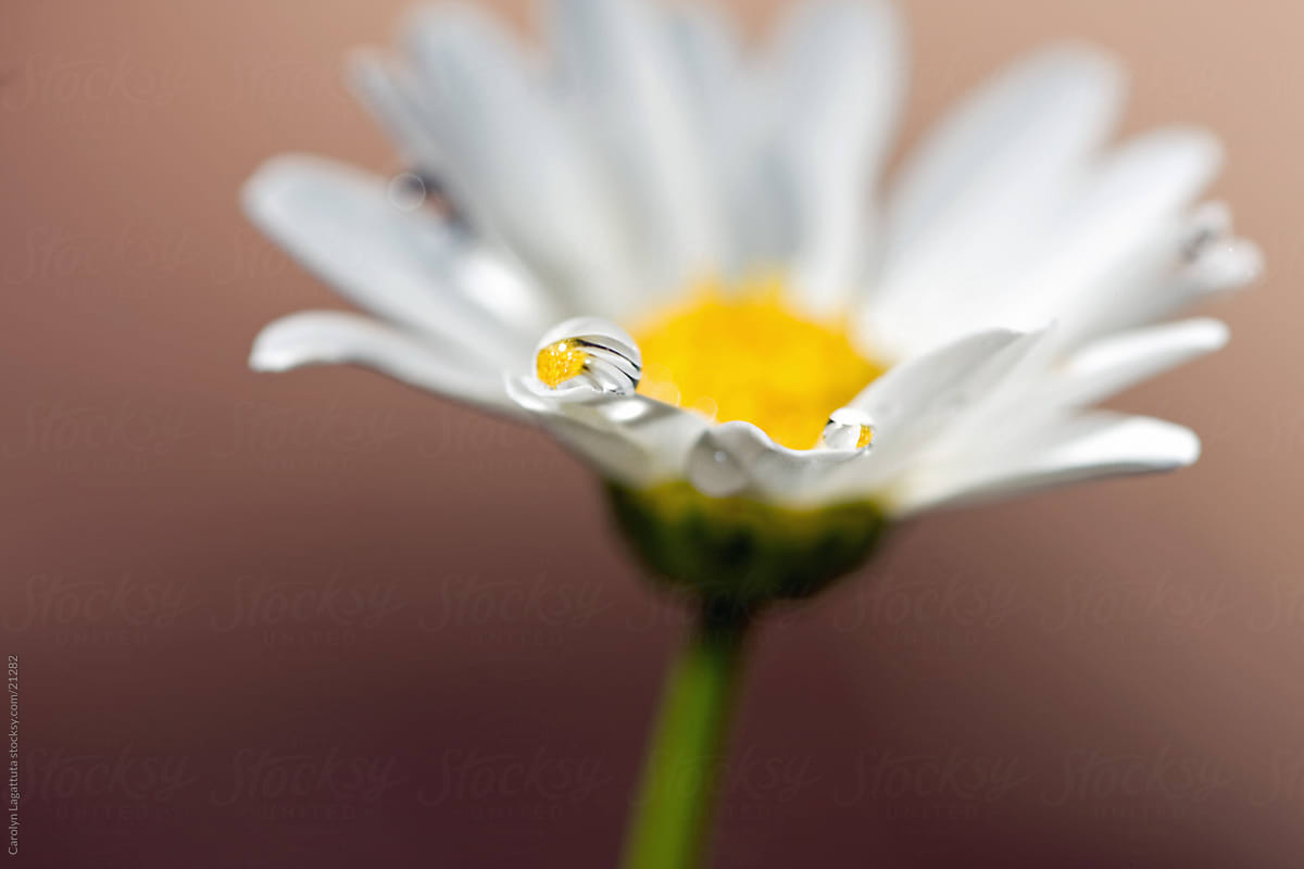 Daisy With A Refracted Droplet On The Petal By Stocksy Contributor Carolyn Lagattuta Stocksy