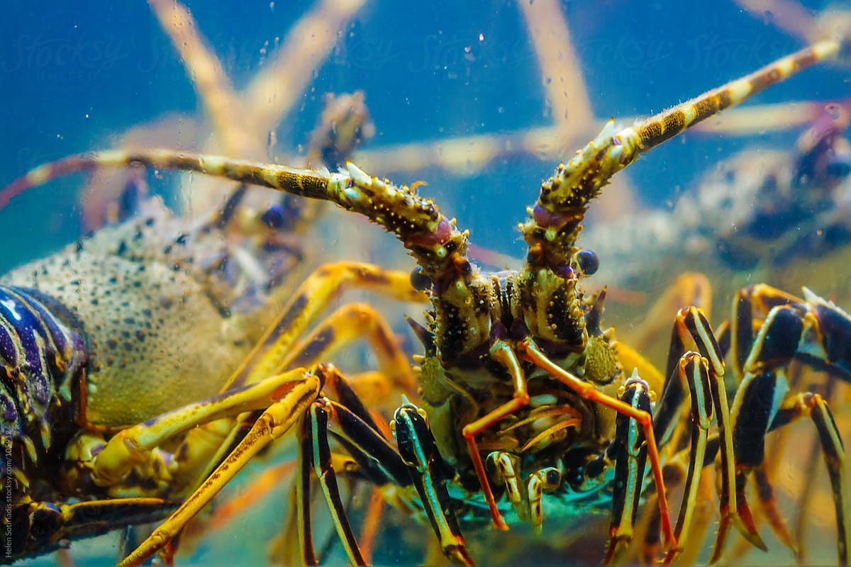 Lobster in an Aquarium