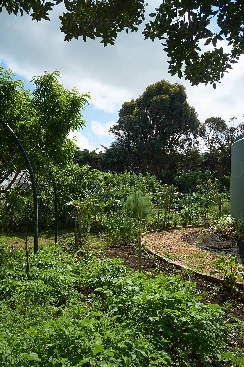 Established veggie garden with maturing potato crop
