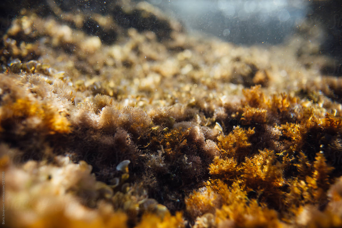 Close up shot of underwater plants