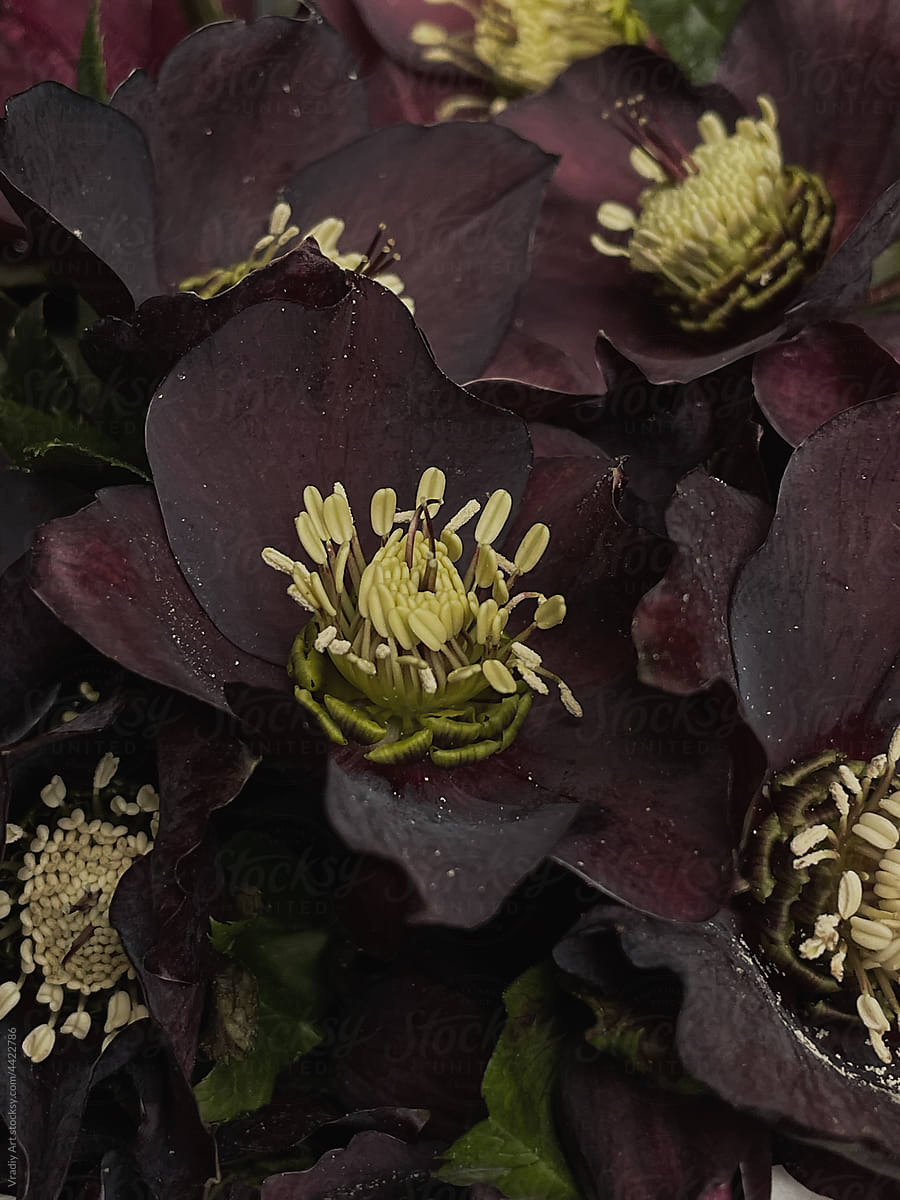 Closeup burgundy flowers