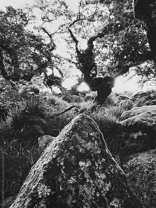 Black and White Shot of Ancient Whistman's Wood (Dartmoor NP, Devon, England)