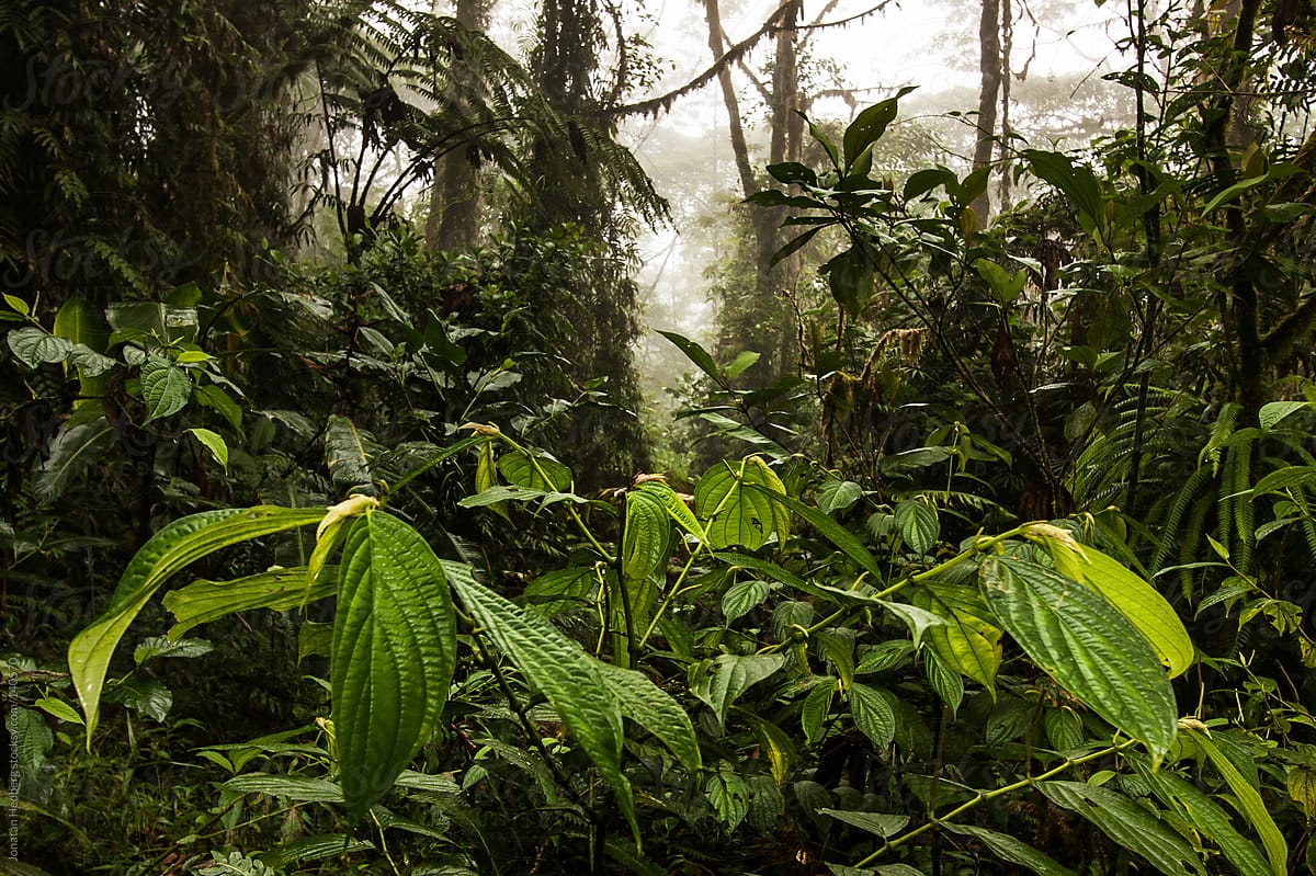 A green and lush cloud forest