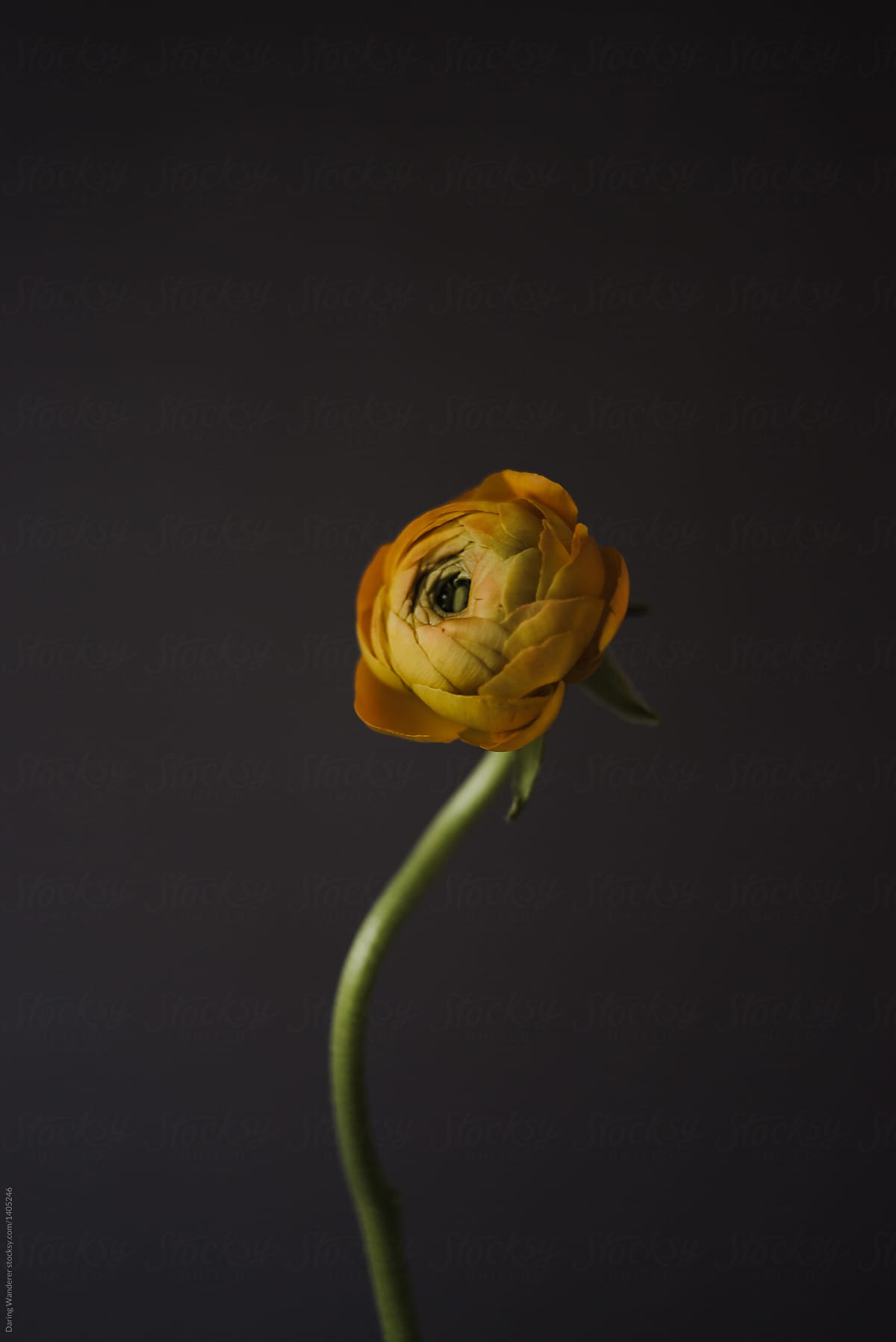 Single orange ranunculus flower with dark background
