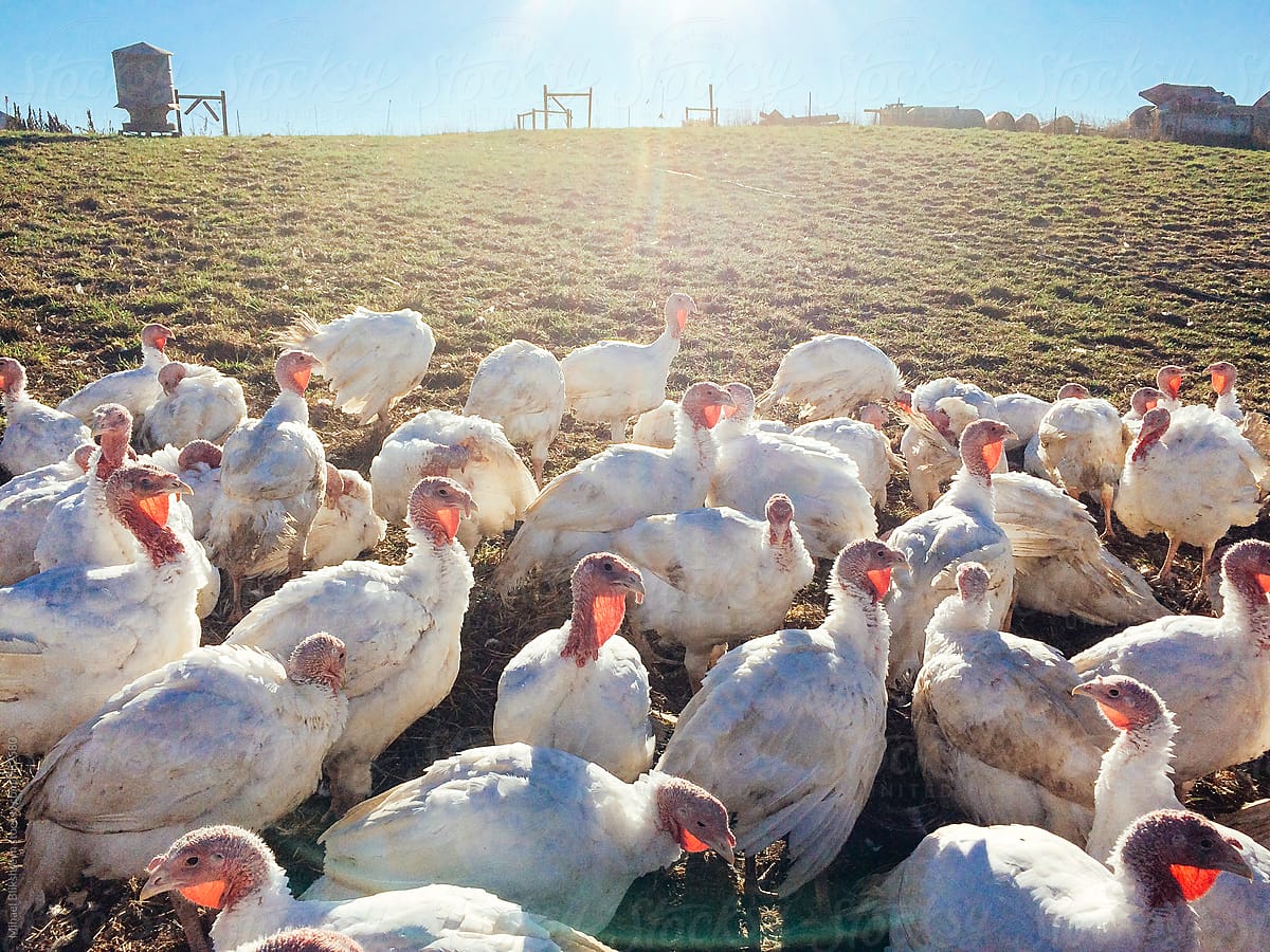 A free-range, pasture-raised gang of turkeys on a sunlit pasture