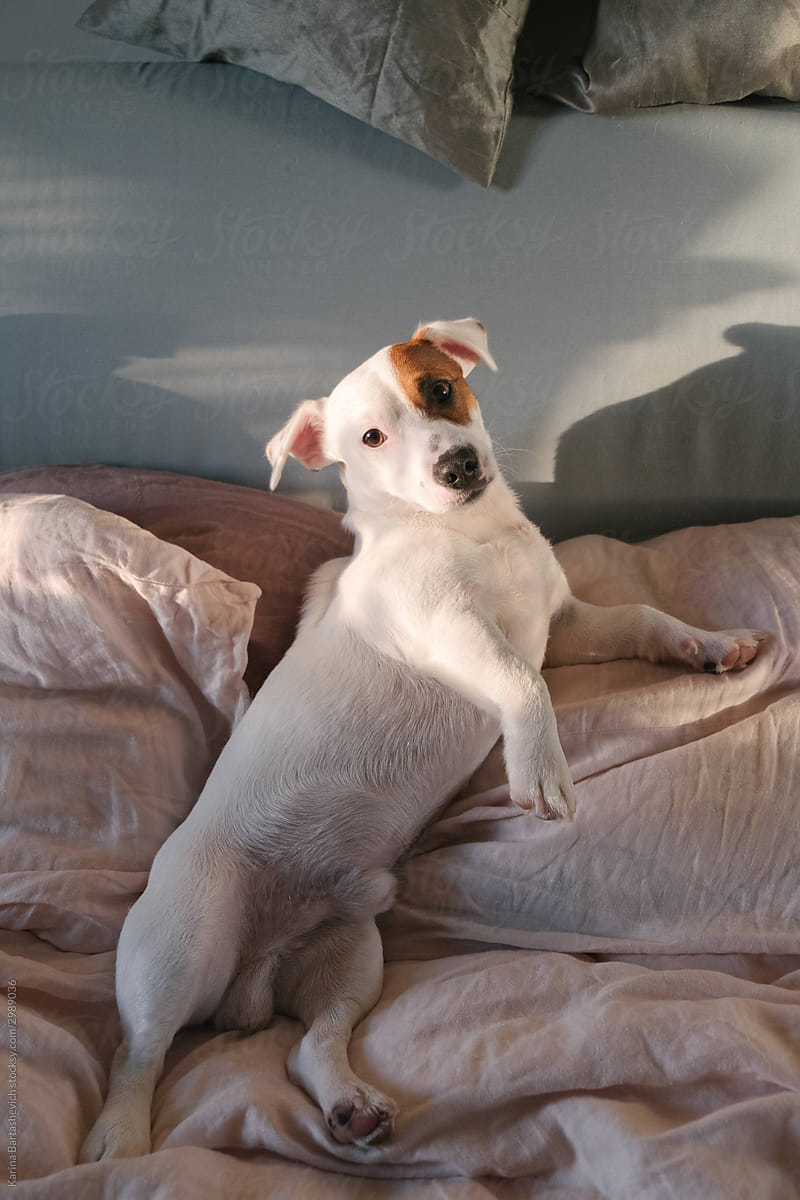 a white dog with brown spots woke up on the bed and looking at the camera while playing