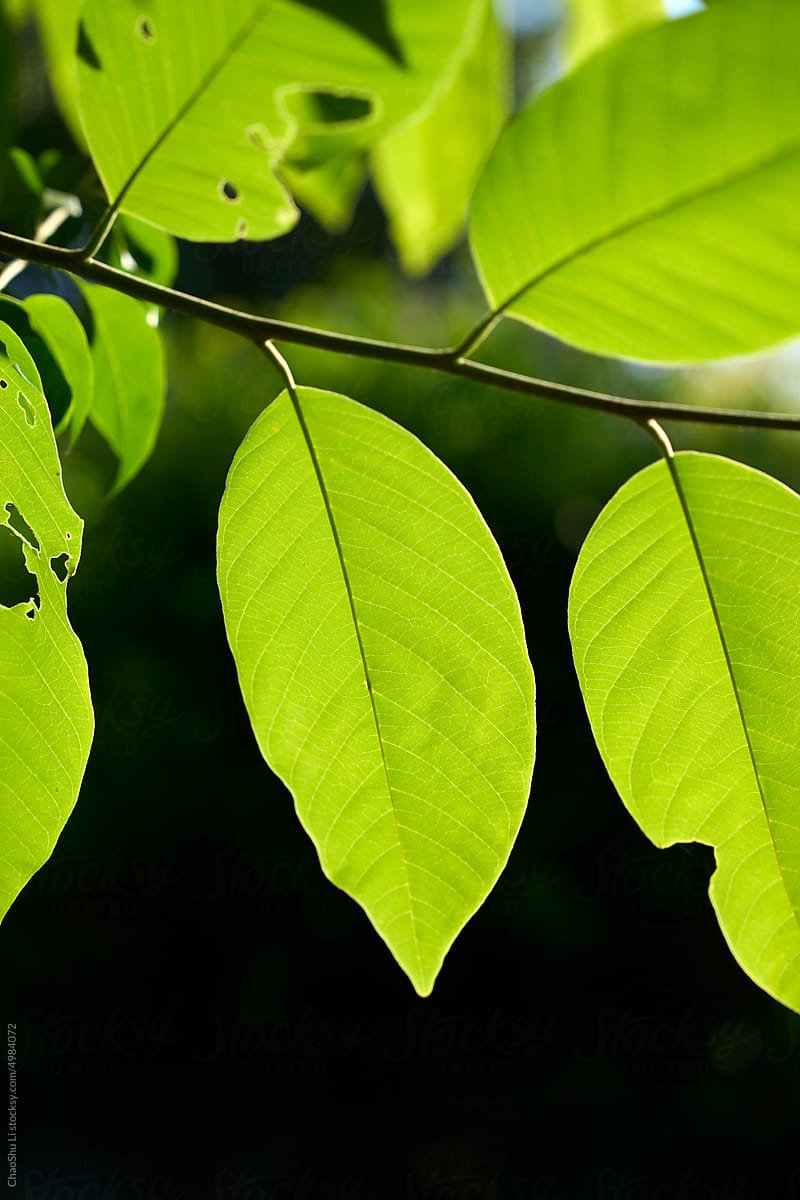 Closeup beautiful leaves, beautiful texture in sunlight