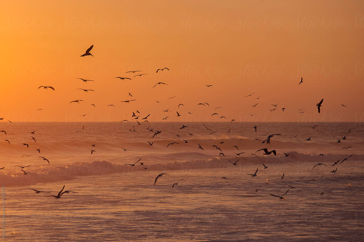 Flock of seagulls flying over the sea during a sunset