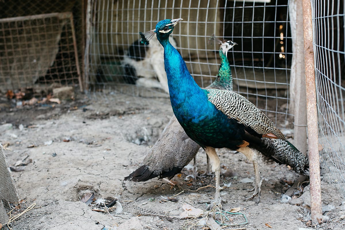 Male and female peafowl