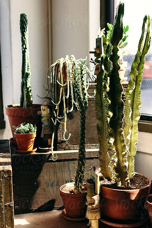 Group of potted cactus plants sitting by the window light