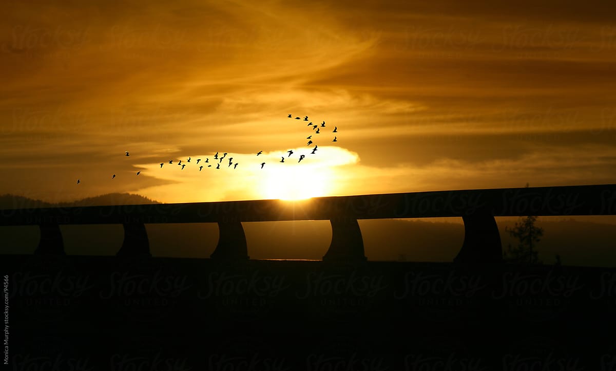 Flock of birds flying beyond bridge's ledge at sunset