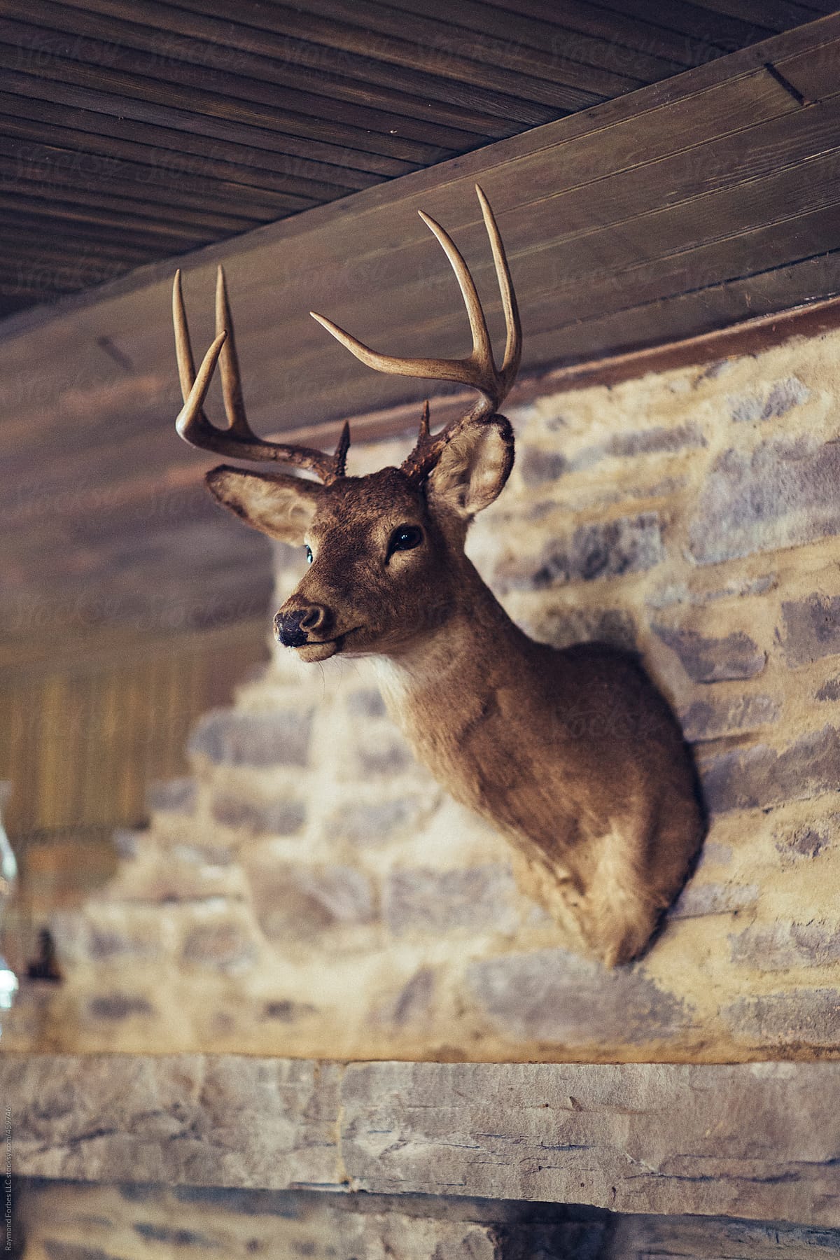 Deer Trophy above the Fireplace Mantle