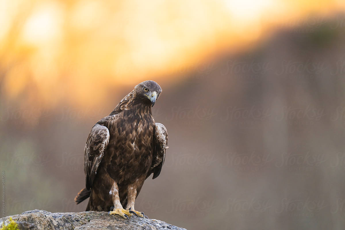 Portrait Of A Majestic Golden Eagle
