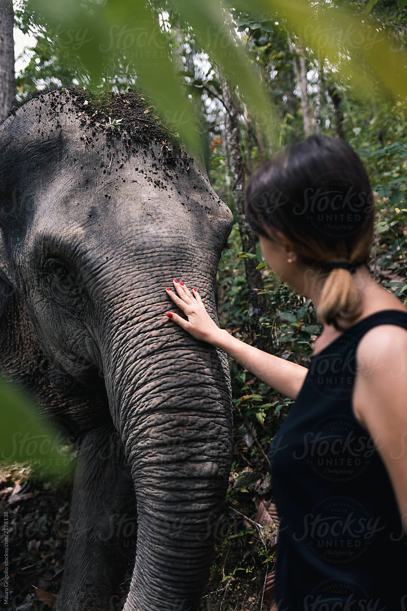 Girl strokes an Elephants in nature