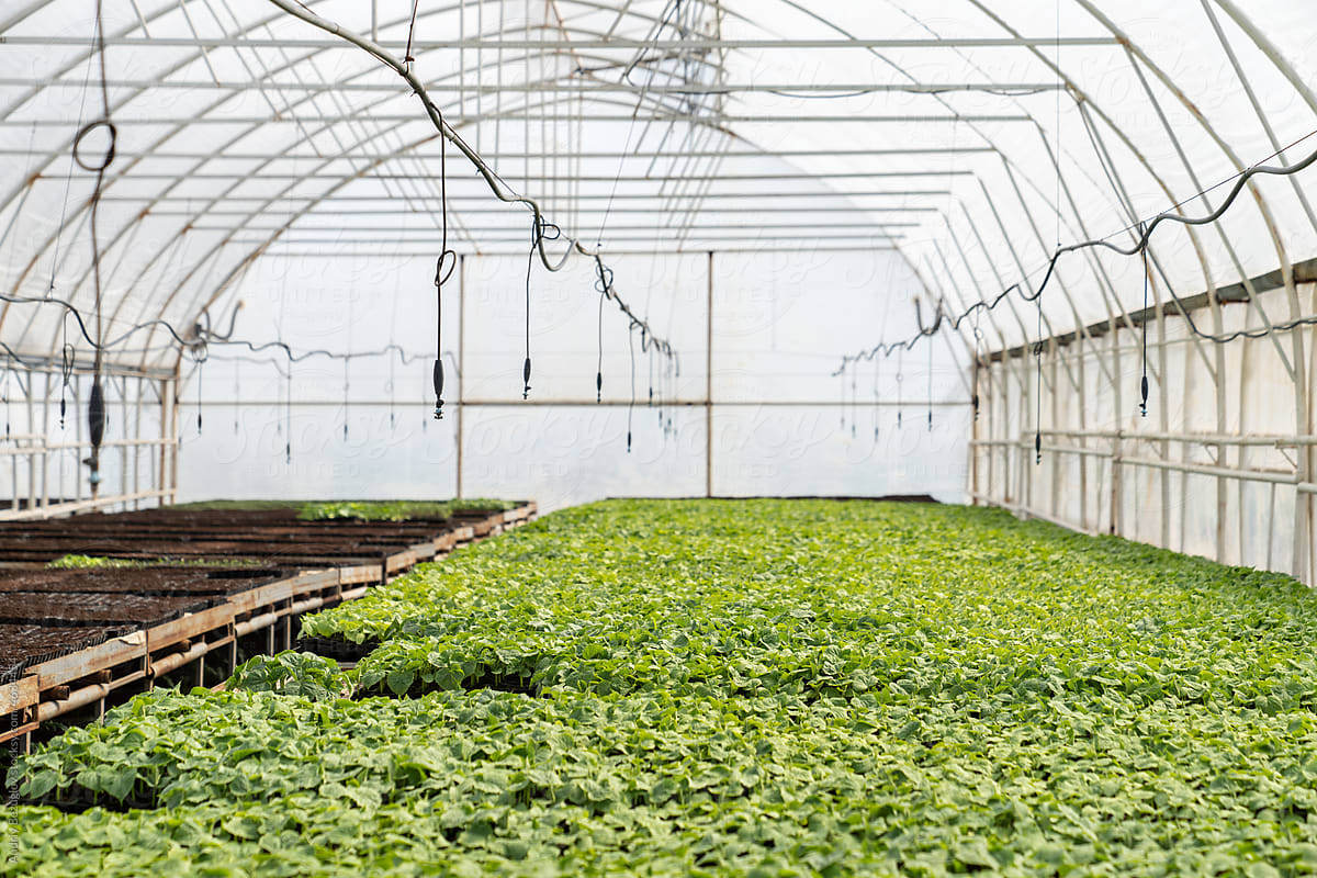 Interior of greenhouse with many green plants