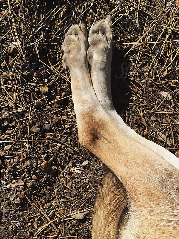 Detail of mixed breed dog resting, focus on legs and paws