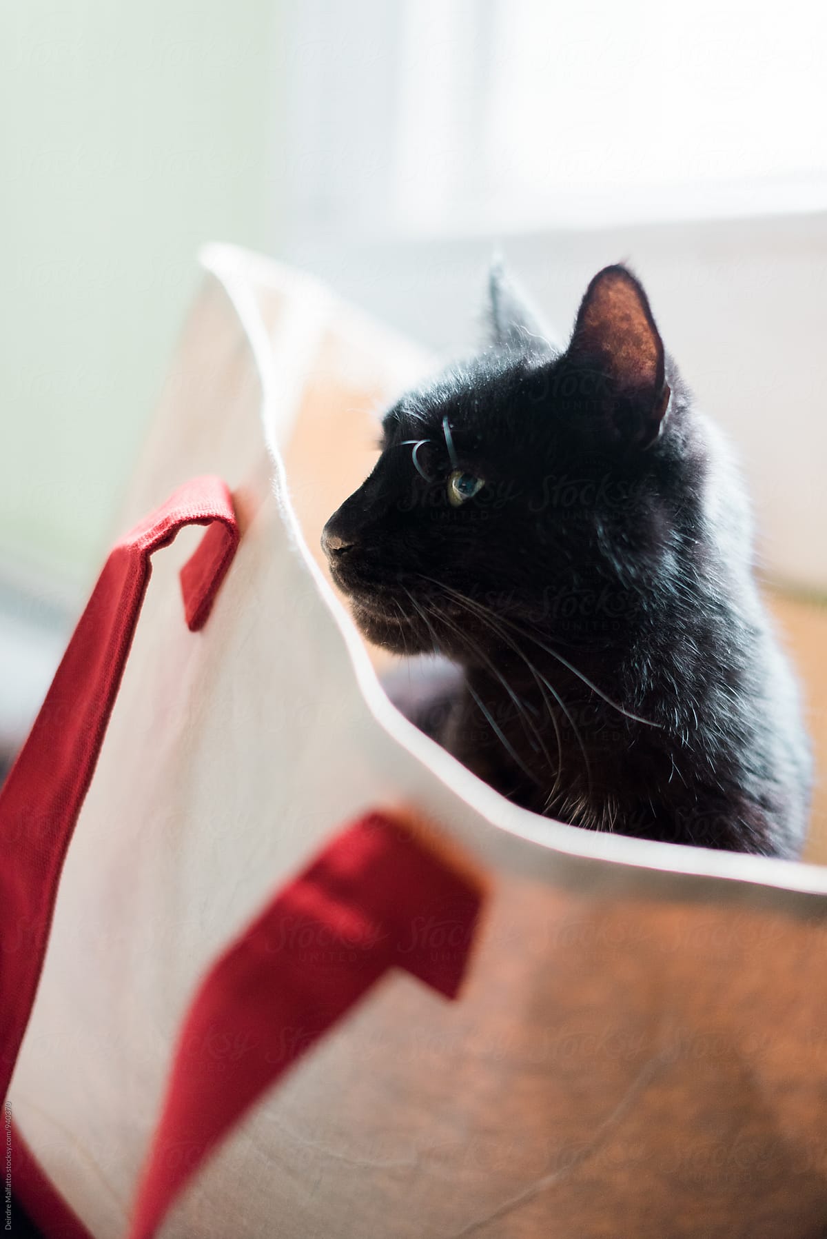 cat in a tote bag