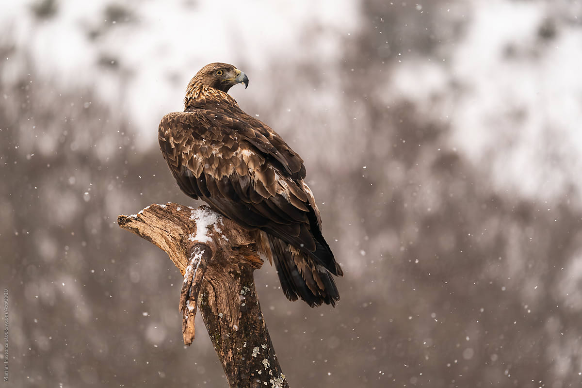 Golden Eagle In The Mountains