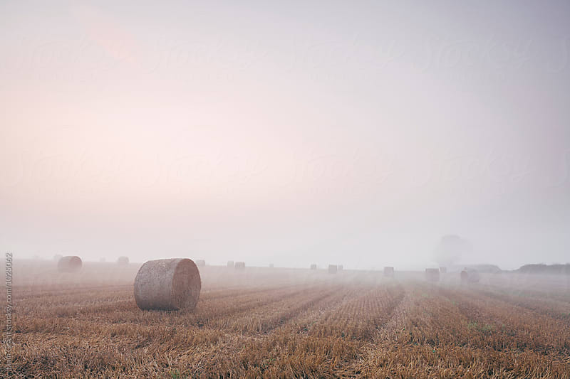 Round bales in a stubble field bound with fog at dawn. Norfolk, UK.