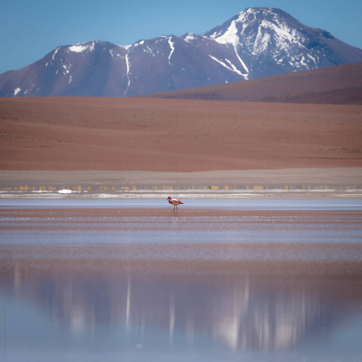 Lone Flamingo reflecting in the still waters high in the Bolivian Andes