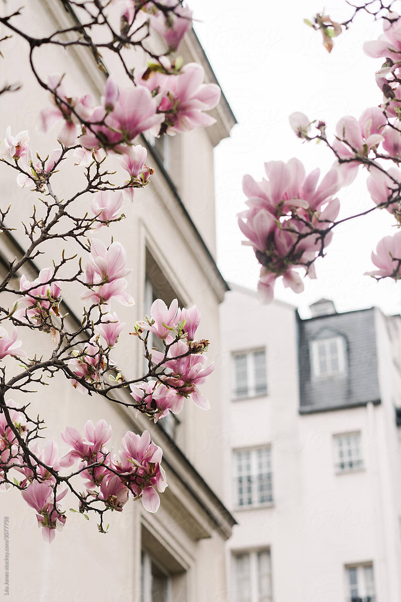 Magnolia blooms in Paris