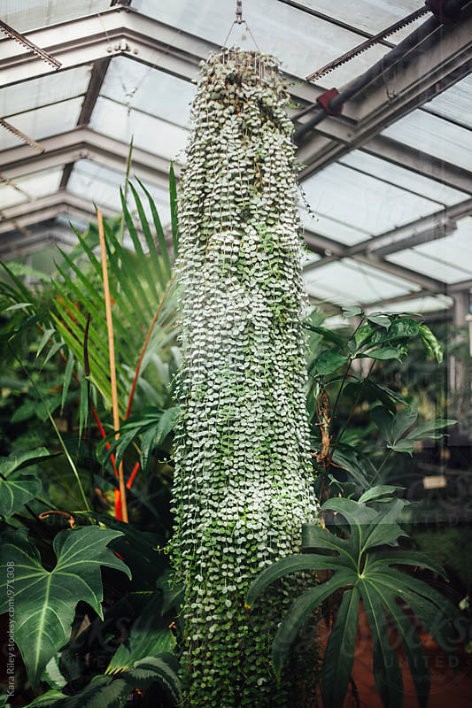 Large hanging plant in a greenhouse