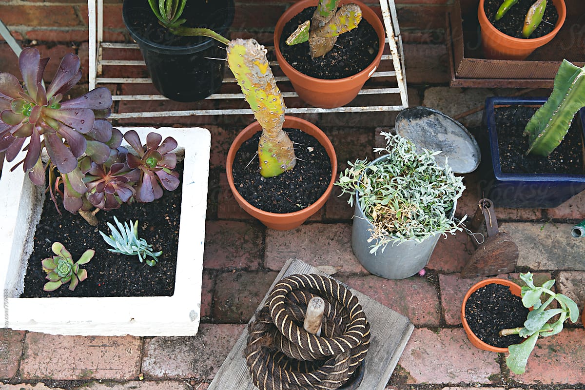 small outdoor garden pot plants with cactus and succulents
