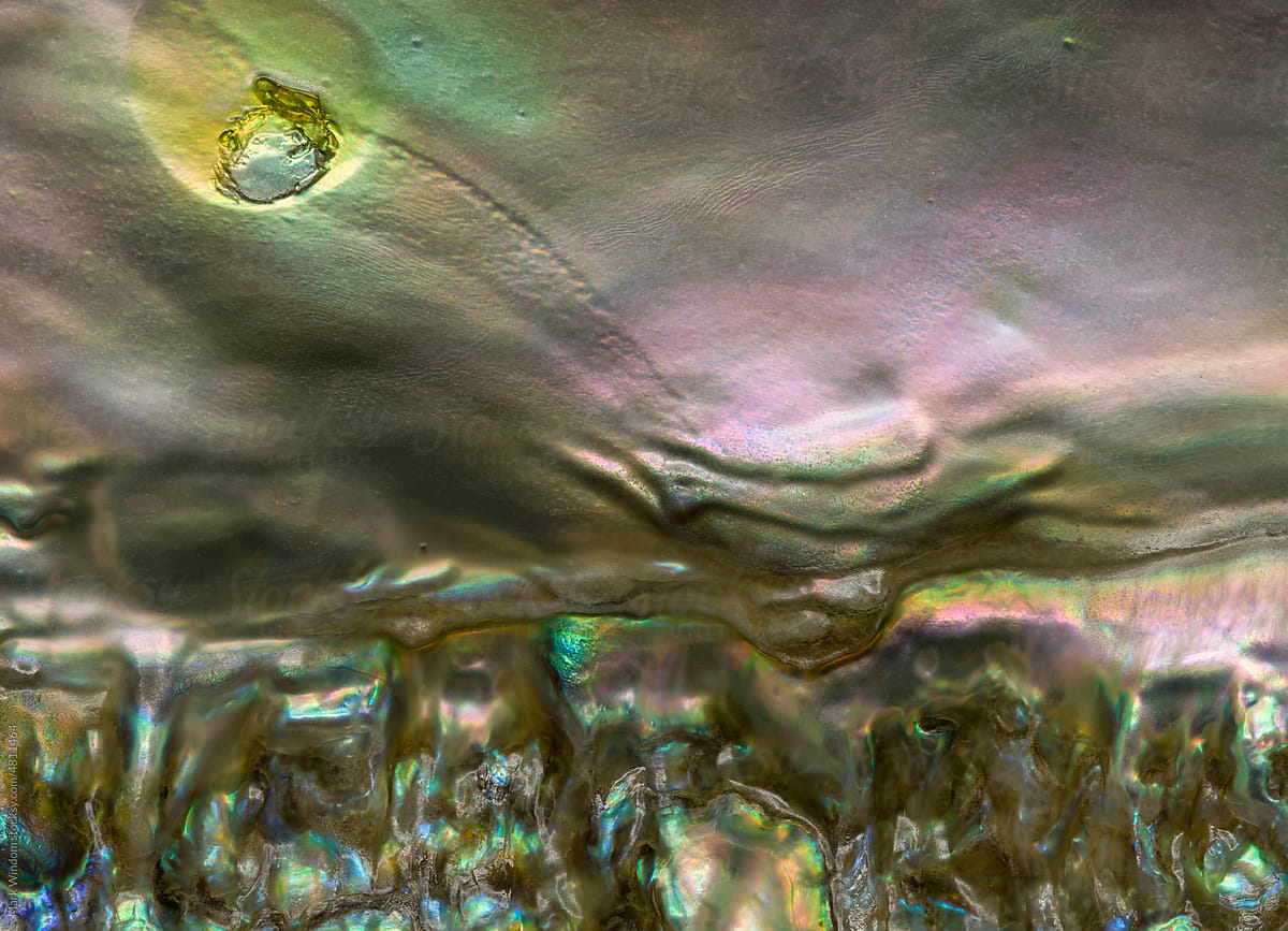 Abalone shell textures, close up