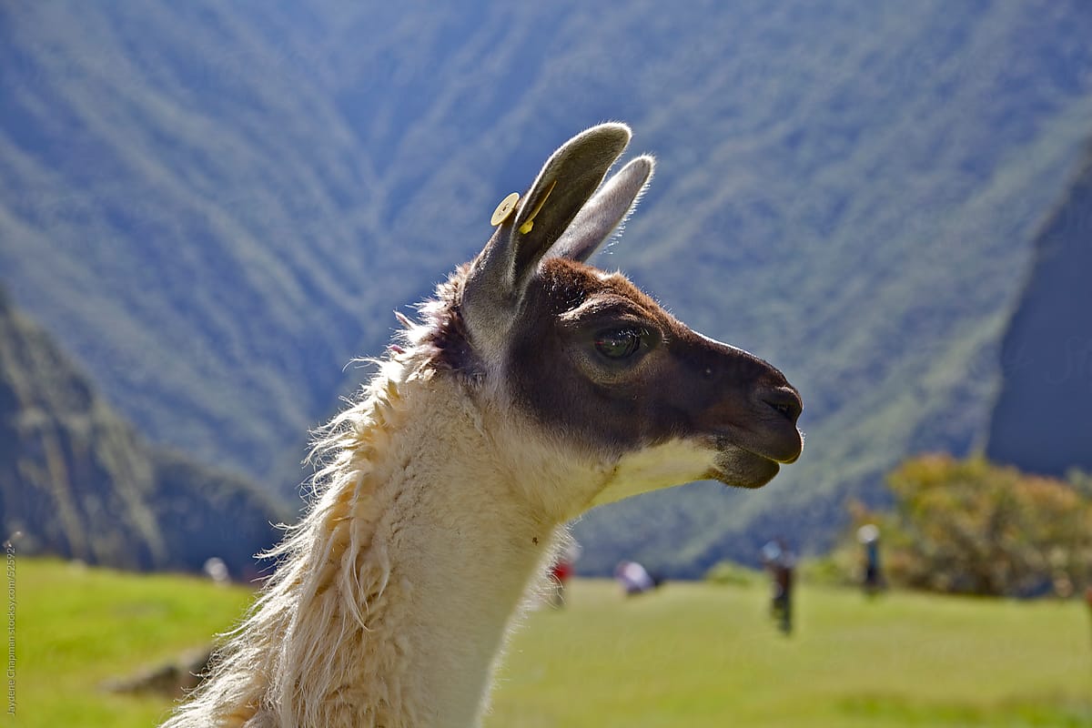 Side profile of a Llamas head, on top of Machu Picchu, Unesco World Heritage Site, Peru