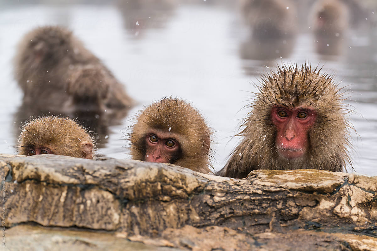 Monkeys in a hot spring