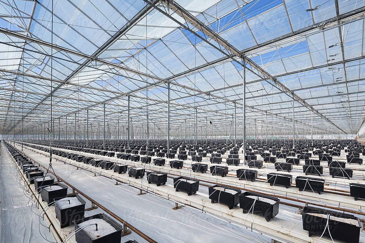 Hydroponic growing system on a greenhouse