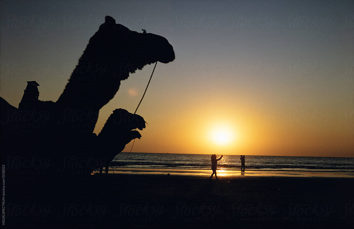 Camels at Sunset on Beach