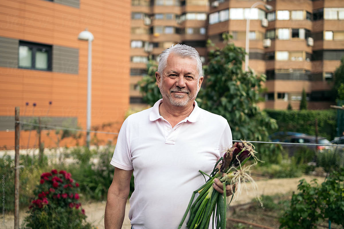 Senior man harvesting in an urban orchard