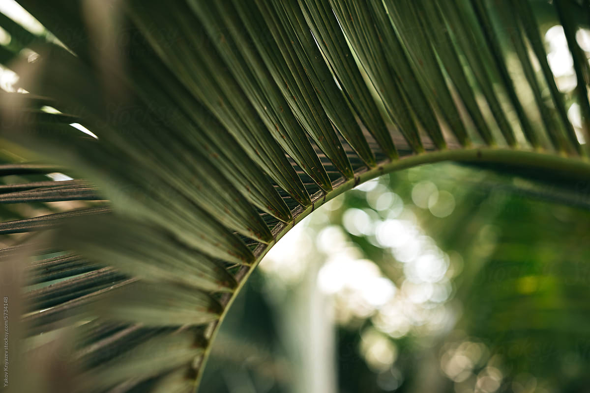 curved palm leaf close-up