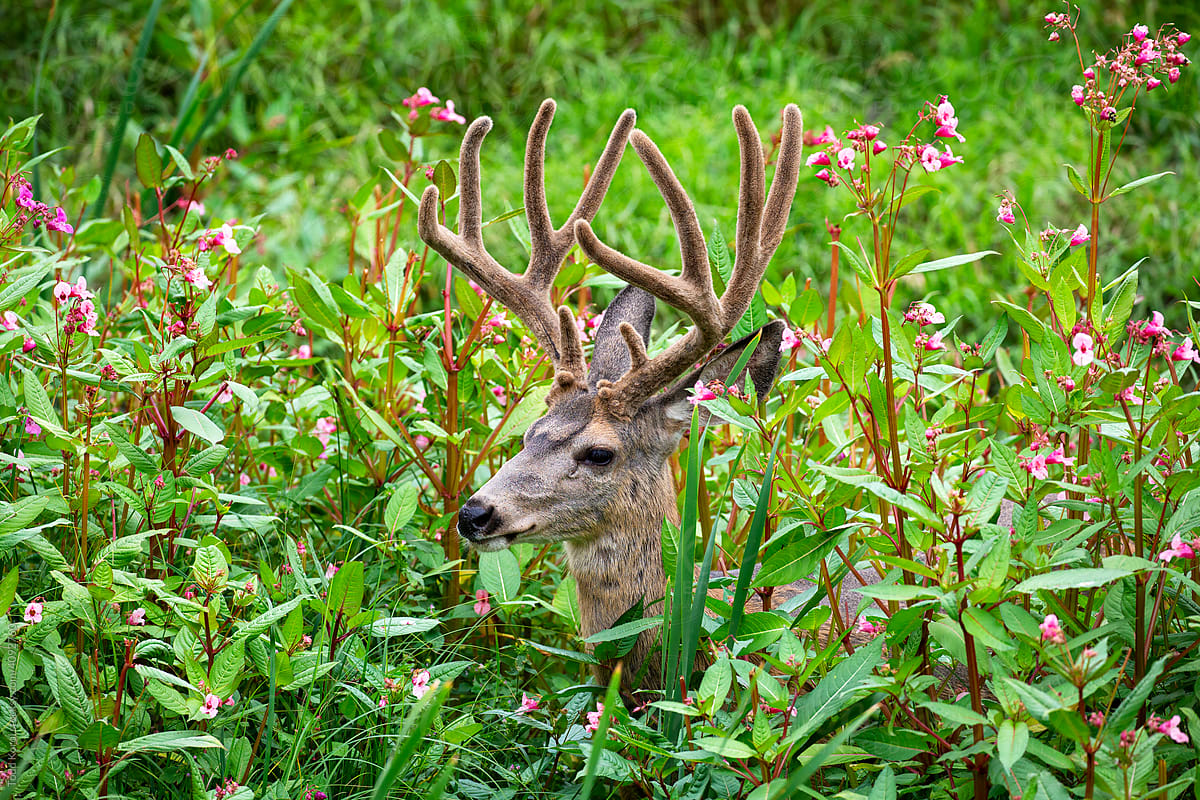 A young deer in the flowers.
