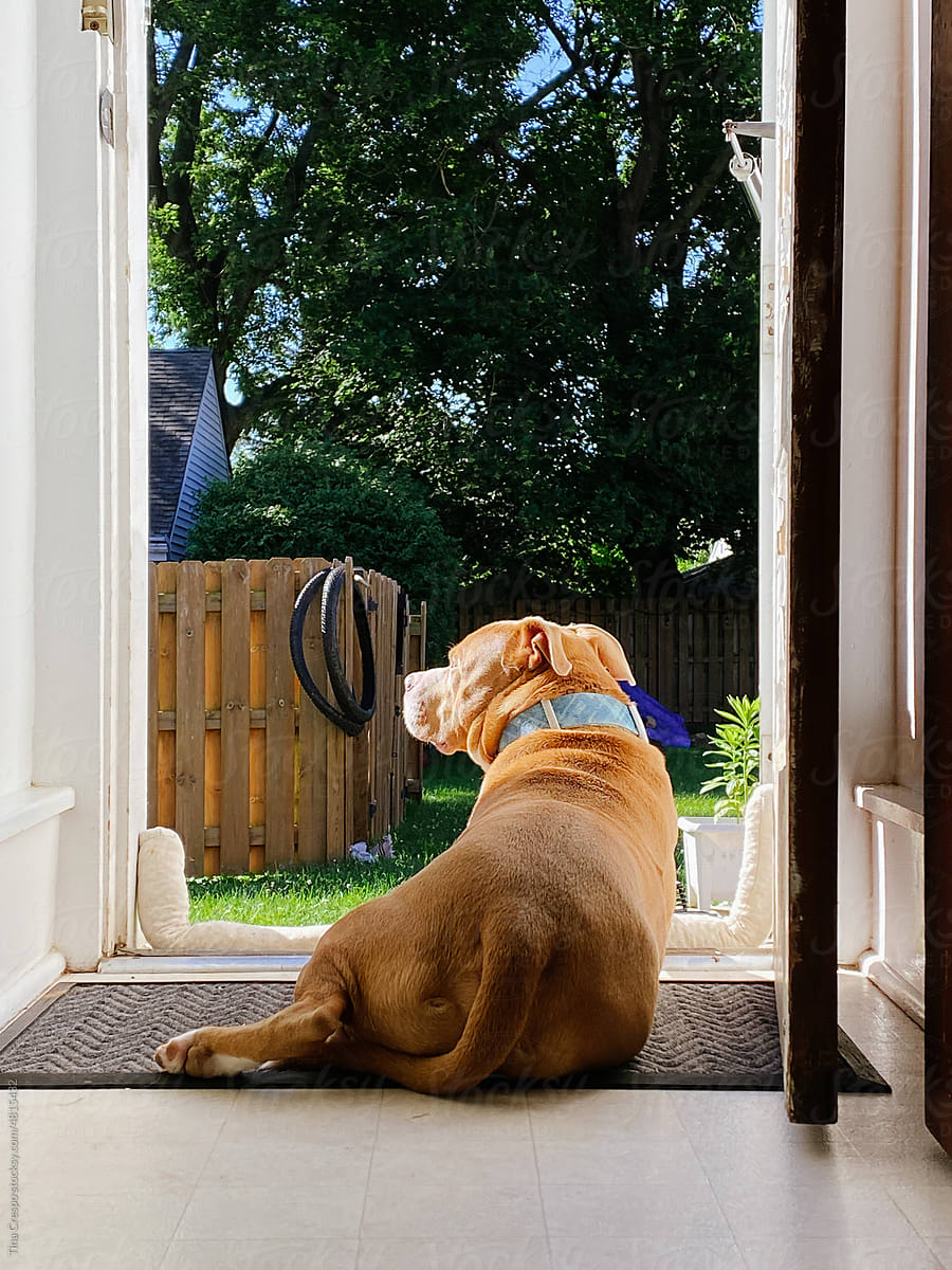 Dog Laying at Back Door
