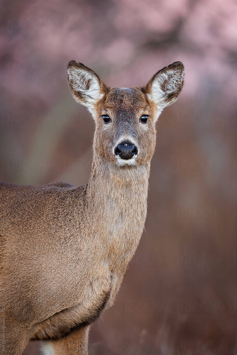 White-tailed Deer with earth shadow colors.