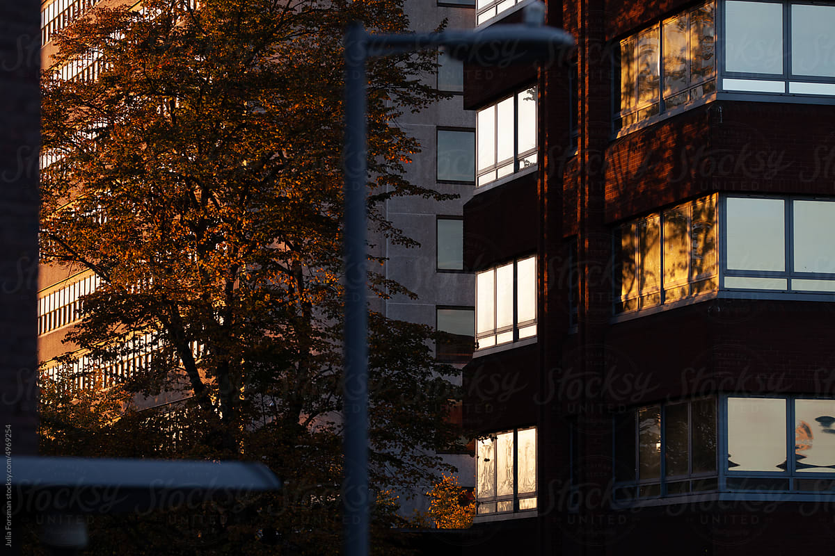 First light on urban office block and tree
