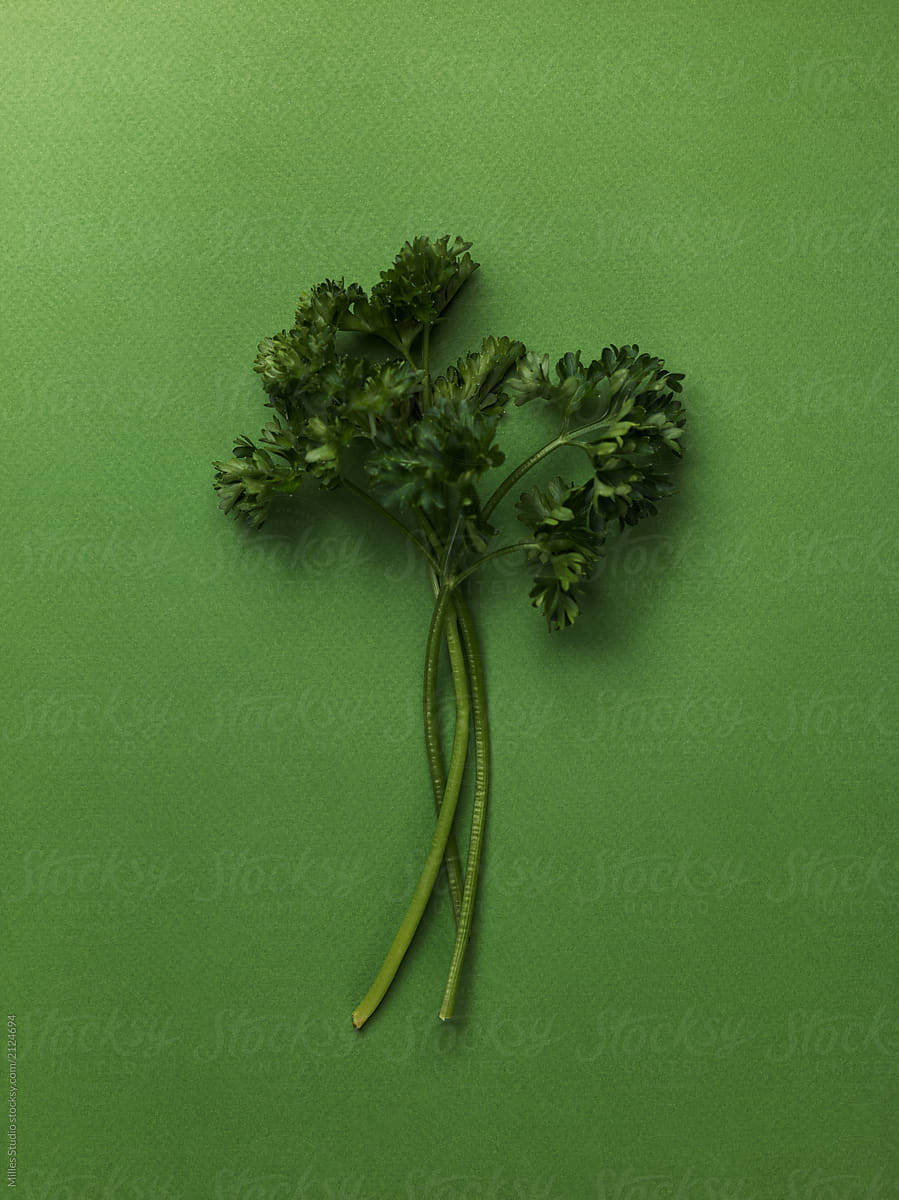 Few aromatic fresh twigs of parsley