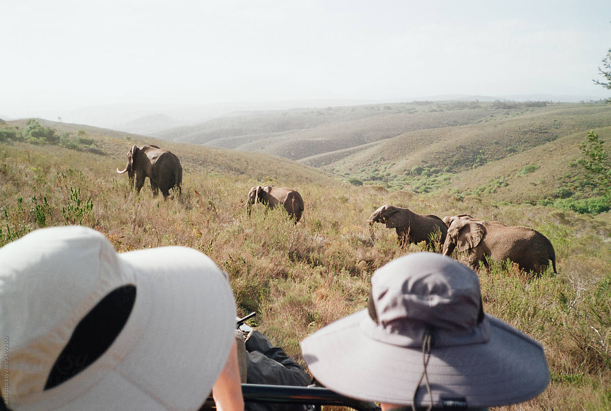Tourists viewing elephants on safari