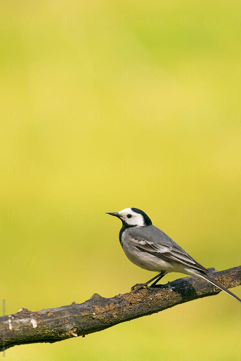 White Wagtail In Profile