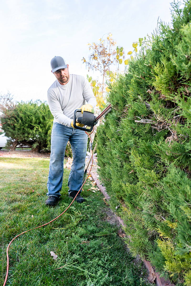 Volunteer trimming a hedge