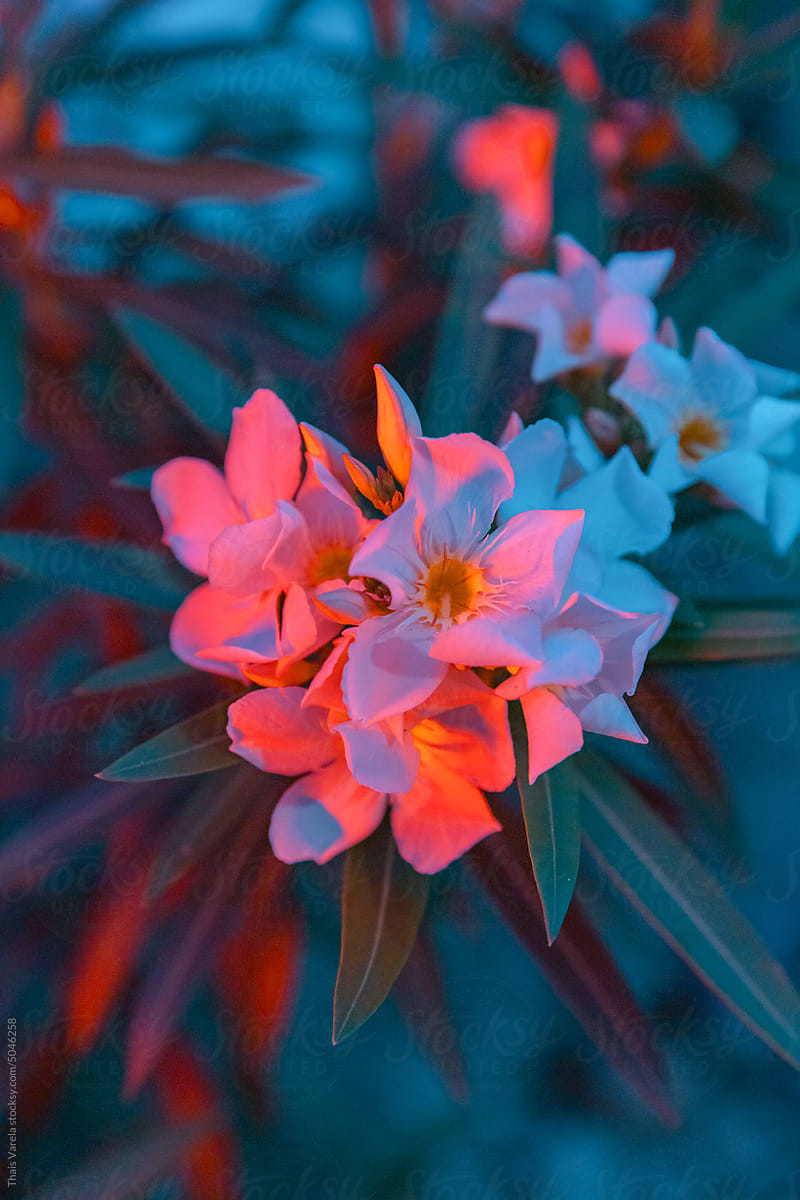 a white flower illuminated with different colored lights